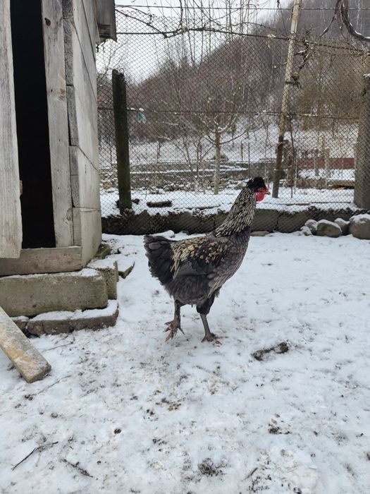 Cocoș moțat dau la schimb.