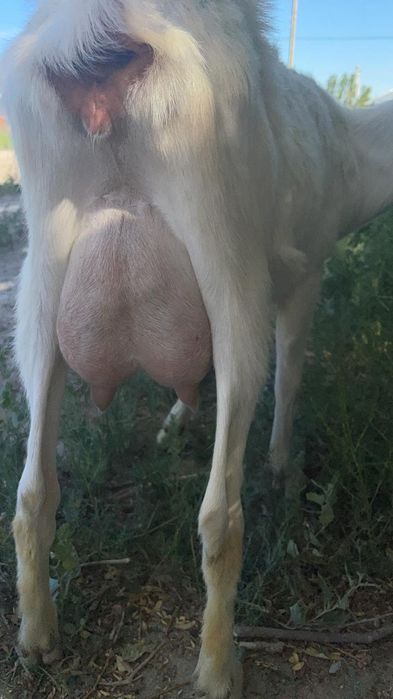 Коза доиная сауын ешкы