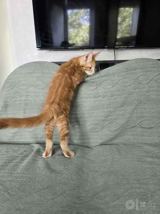 Коттята мейн кун, 2.5 месяца, мальчики и девочки