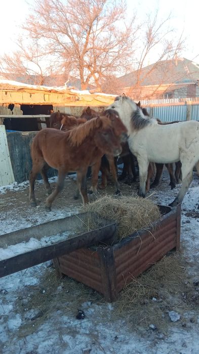 Жабагылар сатылады