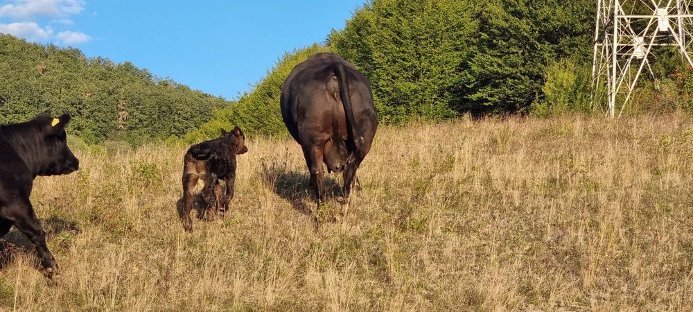 Vand vaca meris de angus