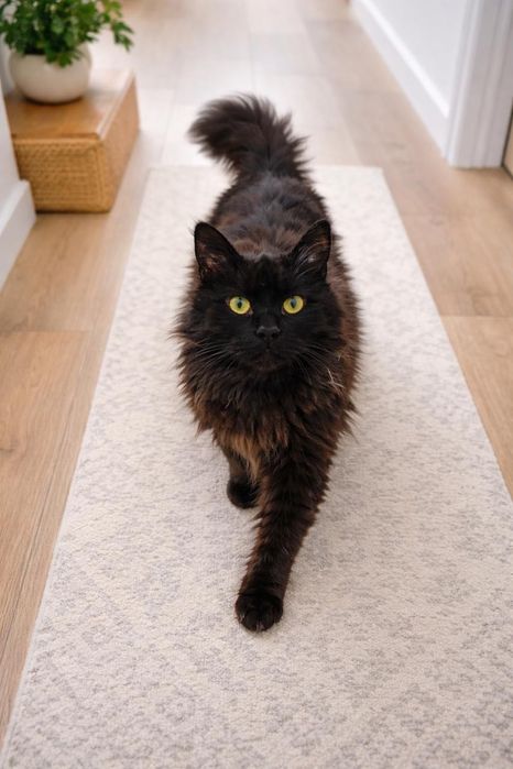 Кот в добрые руки