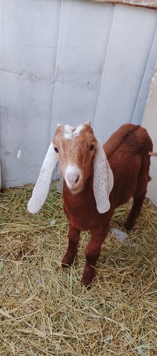 Продам козлят двух.