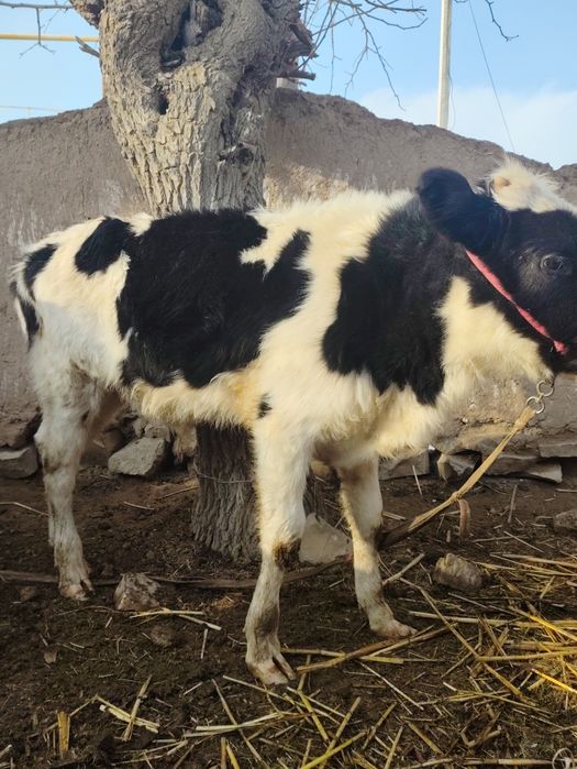 Бұзаулар сатылады