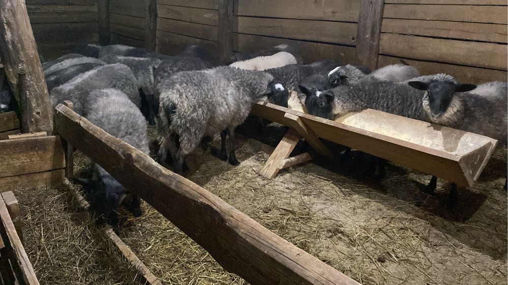 Romanov foarte bine dezvoltate ,gestante si cu miei