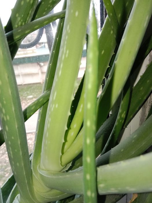 Алоэ 5 лет сочный