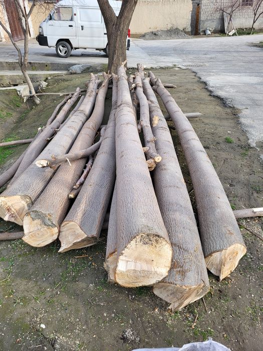 Павлоня дарахти йикитилган тайор 6 метирдан кесилган 6 йилик дарахт