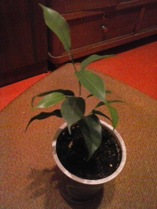 Фикус Бенджамина