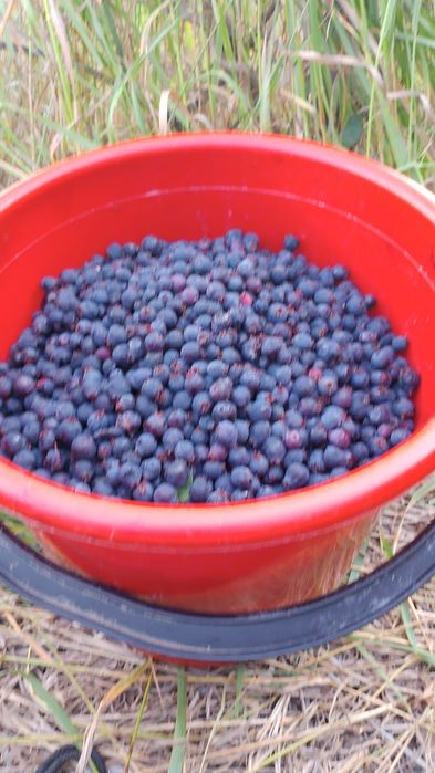 Продам иргу спелую вкусную
