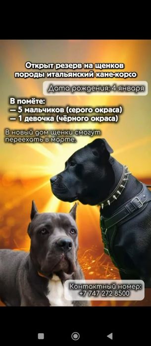 Кане-корсо резерв