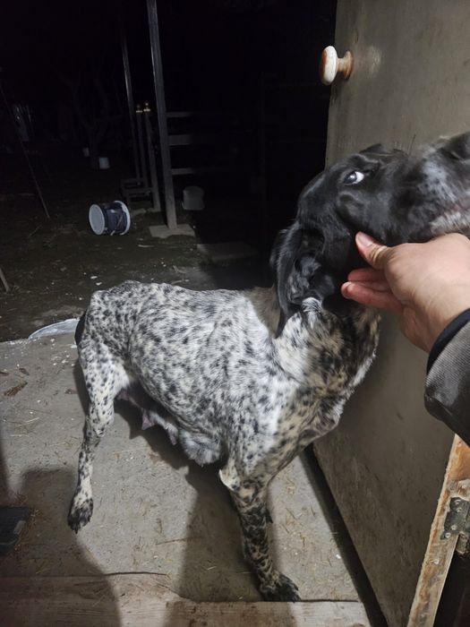 Курцхаар щенки 8 шт