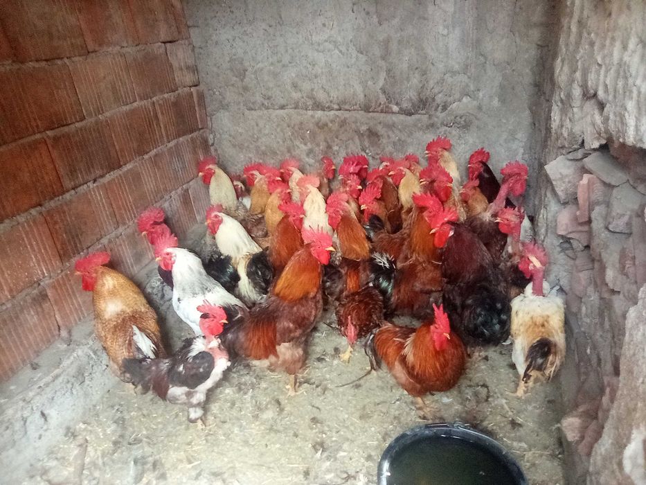 Vând găini, cocoși, curci.
