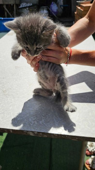 Отдам котят курильский бобтейл