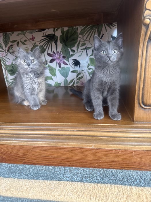 Отдам домашних котят в добрые руки