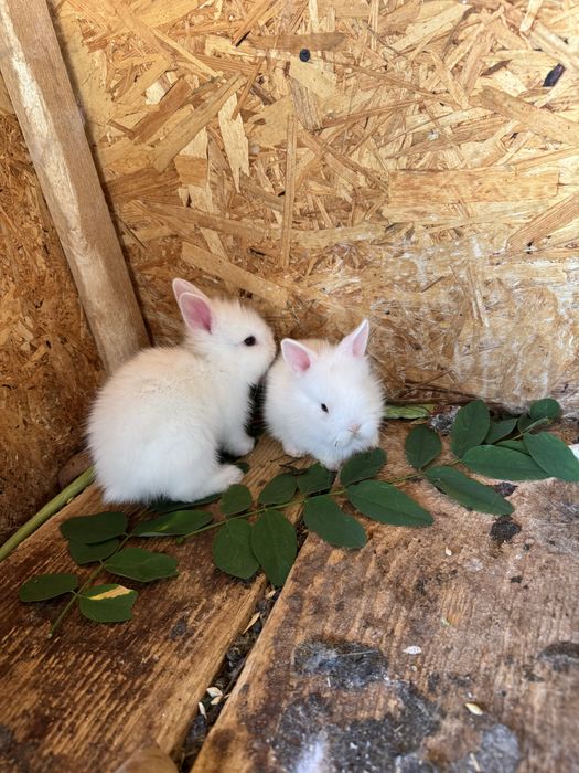 Iepurasi/ iepuri Cap de leu