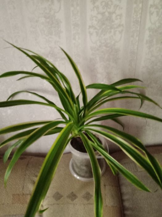 Хлорофитум, мята , лаванда .