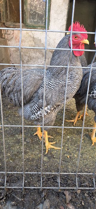 Vând cocosi Plymouth Rock Barat