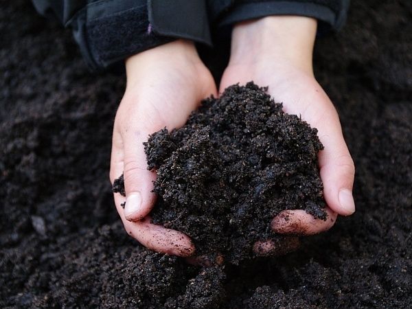 Продам перегной.