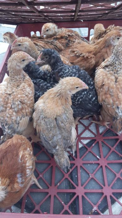 pui de carne și rasa mixta