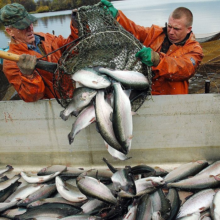 Балик чликка кизикканлар учун котта баликлар, чавоклар малёк личинка