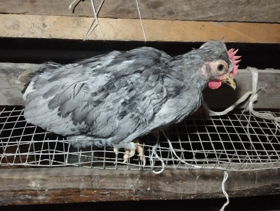 Бентамки султанки парами на продажу!