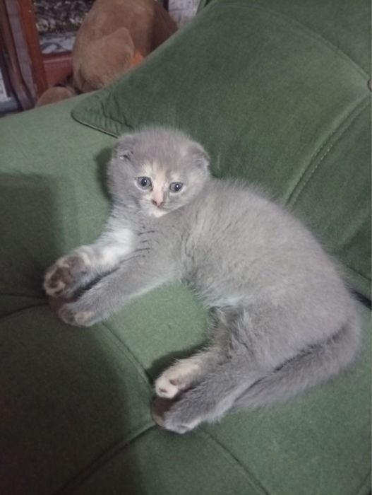 мушукча сотилади акция нархида