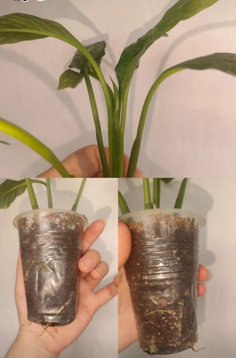 Продам цветы разные