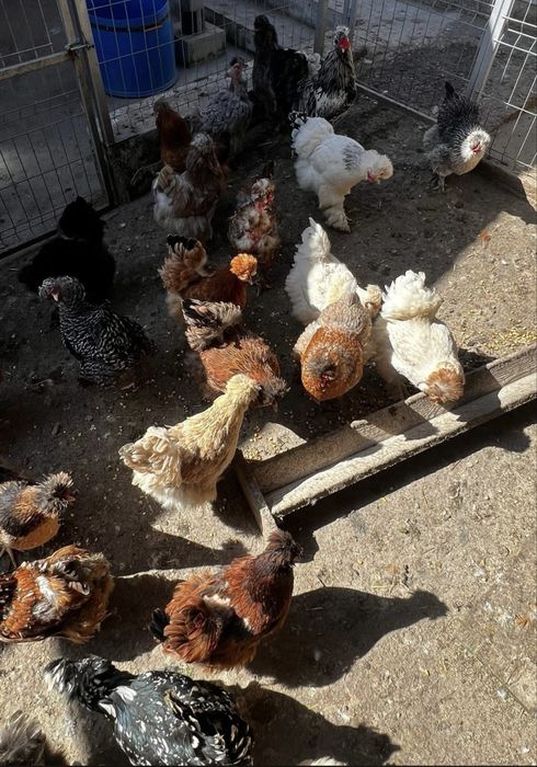 Oua Gaini Motate Incaltate Barboase