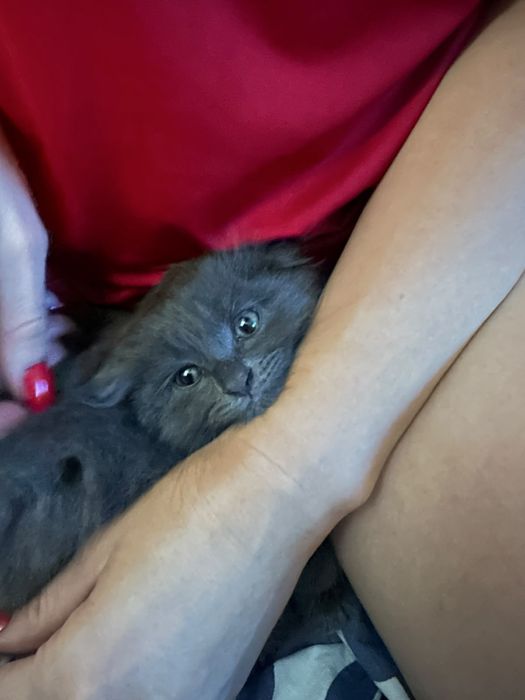 Котята британской кошки