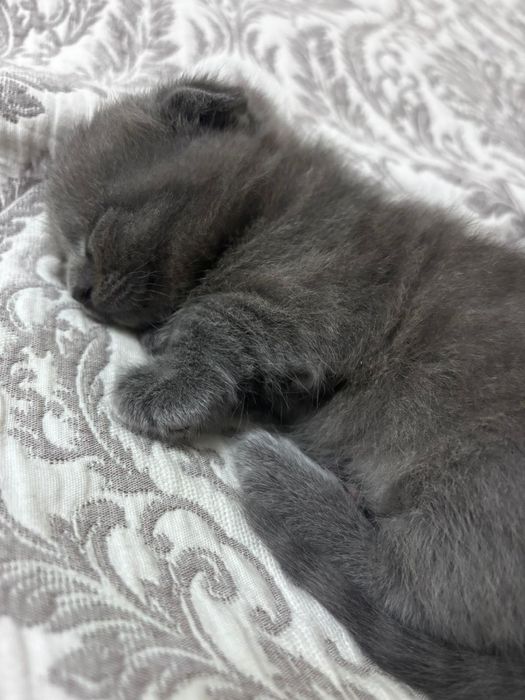 Котенок британец