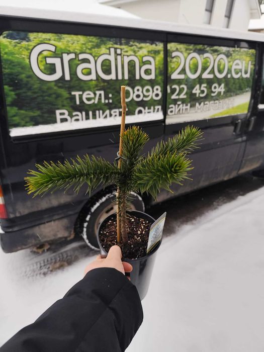 Араукария, Чилийски бор -Araucaria araucana Студоустойчив