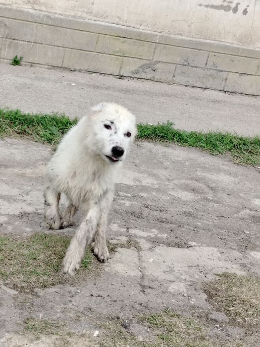 Chuponski it 1 xafta kafolat sog'lom