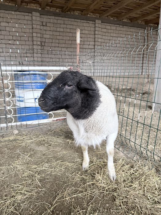 Дорпер кучкор сотилади