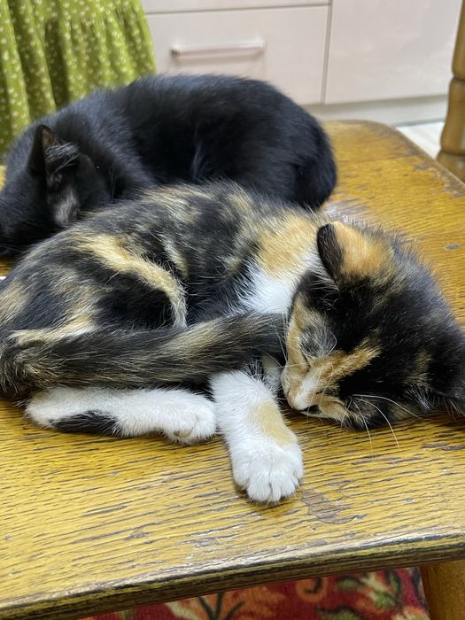 Кошлки жёлтый черный