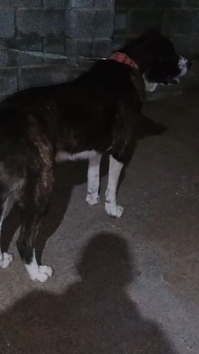 Еркек ит сатлады