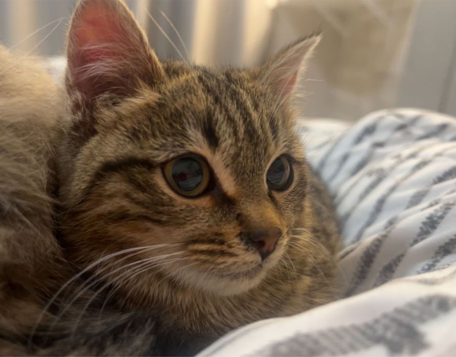 Отдам кошечку в добрые руки