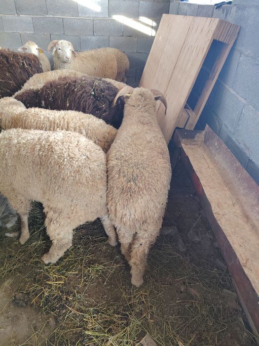 Бараны Токты кой