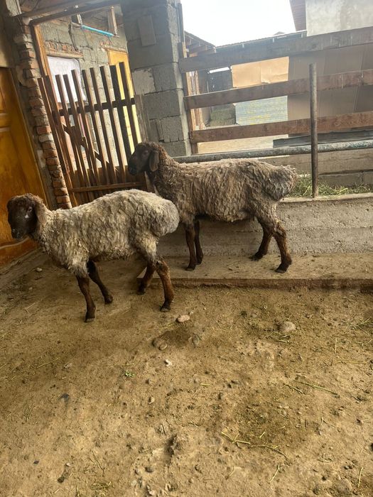 Тоқты қошқар сатылады