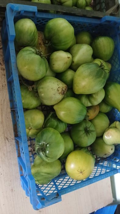 Продам помидоры зелёные