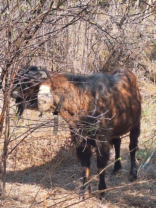 Продават се пърч и две ярета