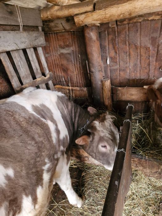 Продам быков откормленные