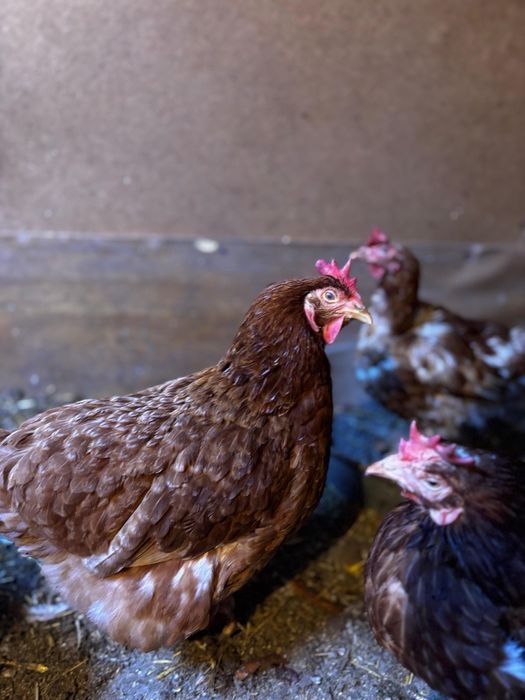 Продам курей несушек