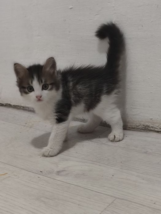 Отдам в хорошие руки котят