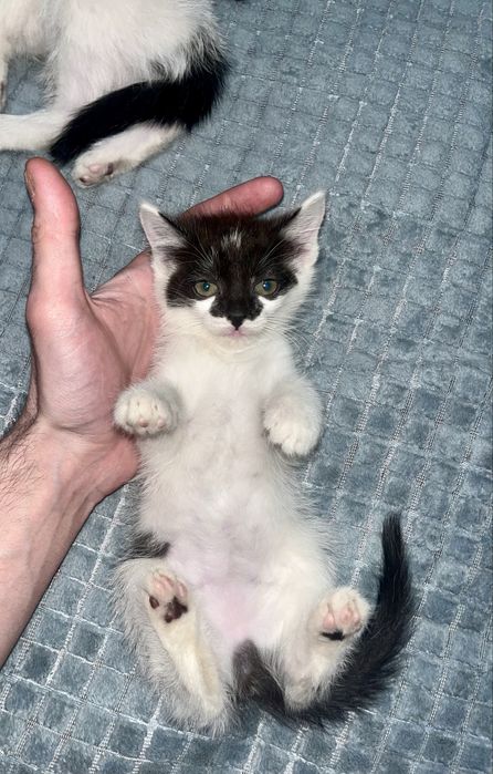 Отдам котят в добрые руки