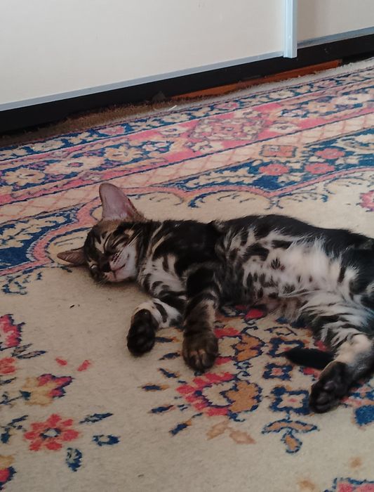 Бенгальские котята