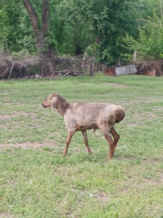 17 бас қошқар сатылады 2 ге толады