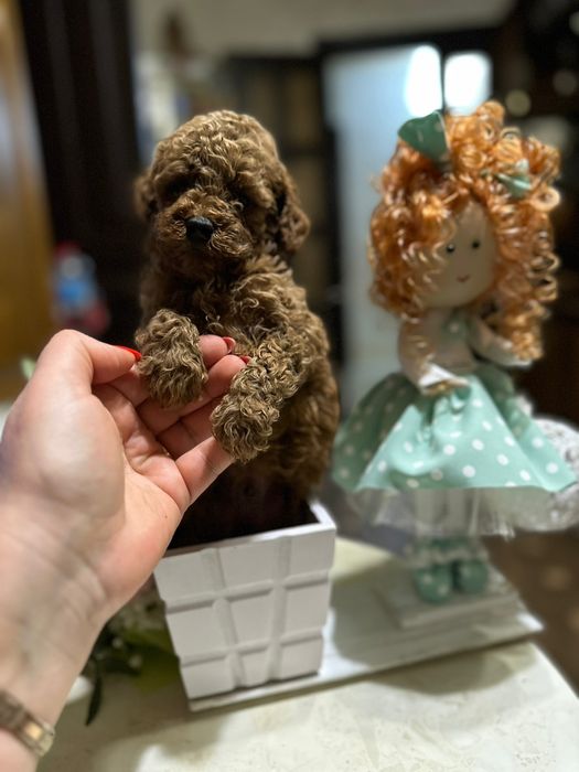 Mascul pudel talie mica