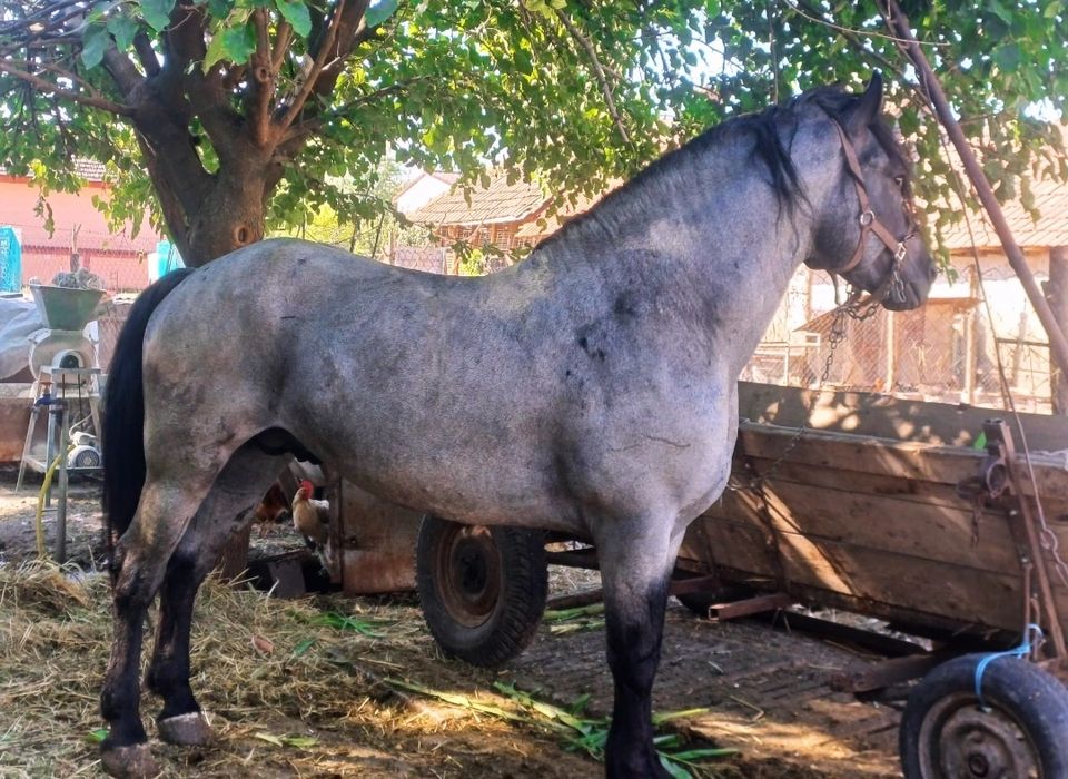 Armăsar semigreu de vânzare – 8 ani, puternic și bine întreținut