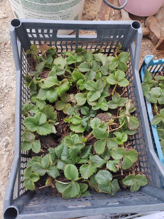 Клубничная рассада