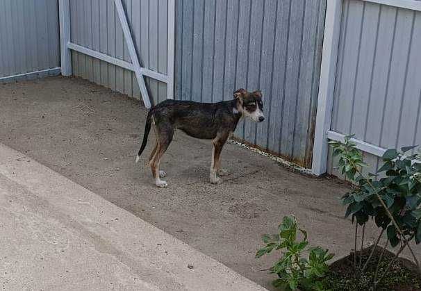 пристраивается Щенок в добрые руки
